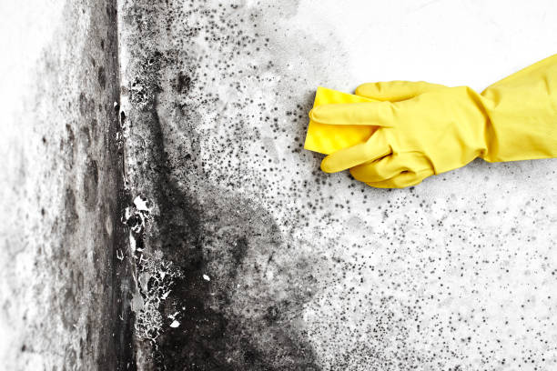Mold Remediation for Rental Properties in Hanahan, SC